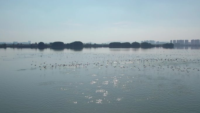 野生鸟类-湖面群鸟起飞