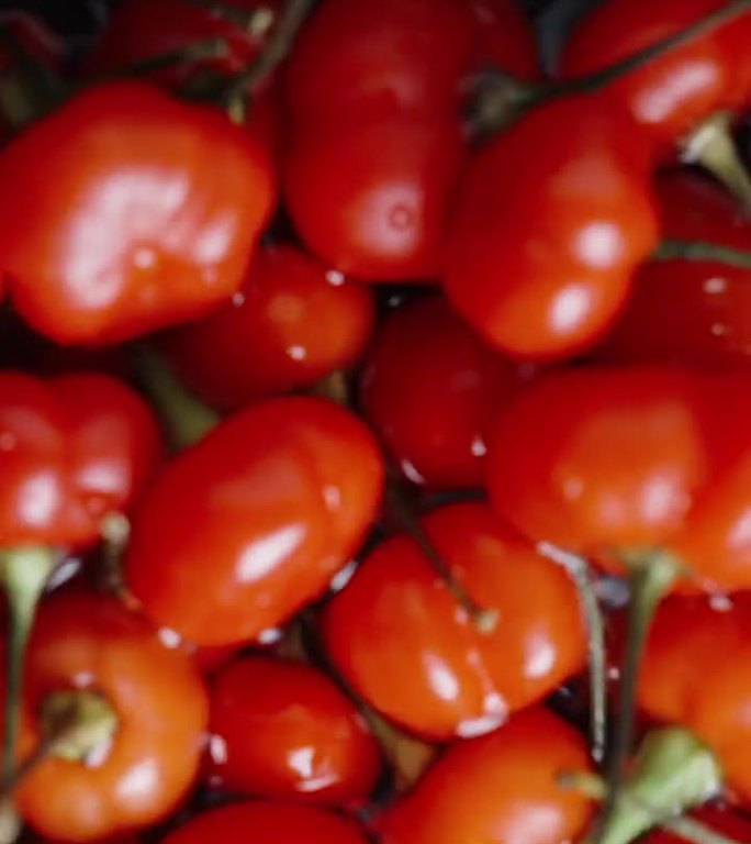 垂直视频。“火鸡之星”品种的红辣椒在盛有水的容器中冲洗干净。特写镜头，慢镜头。