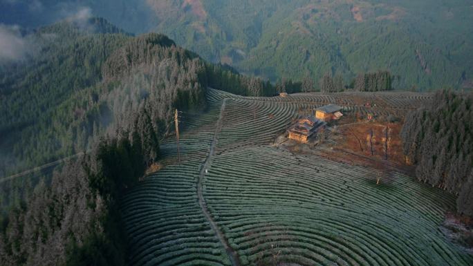 茶山茶场清晨冬季