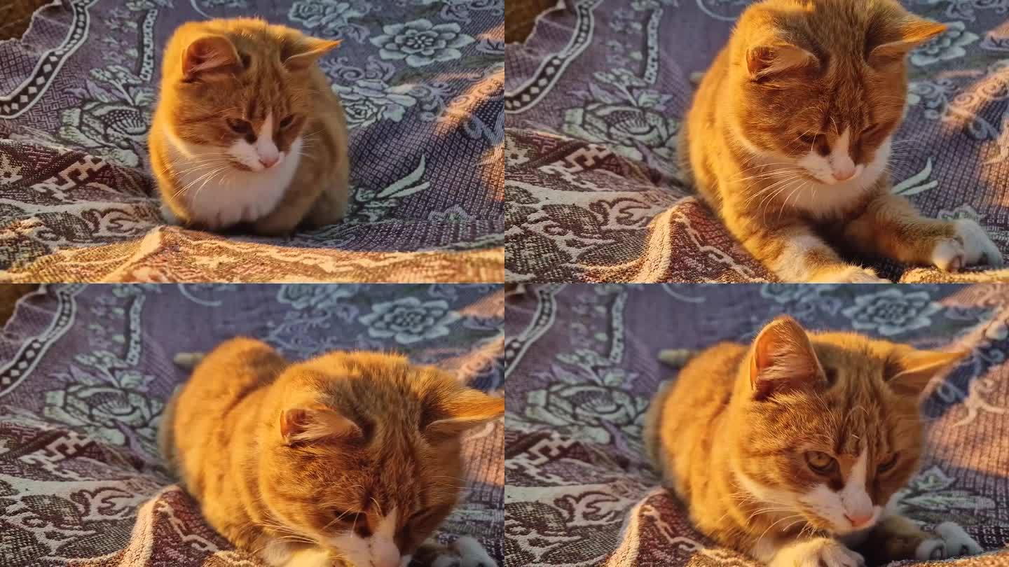 在平静的夕阳下，顽皮的橙色猫的特写肖像，用爪子向相机跳来跳去，试图抓住什么东西