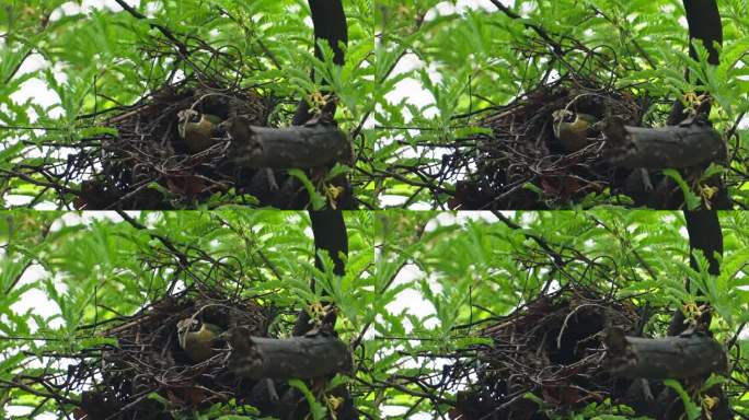 在印度中部森林觅食的印度皮塔鸟