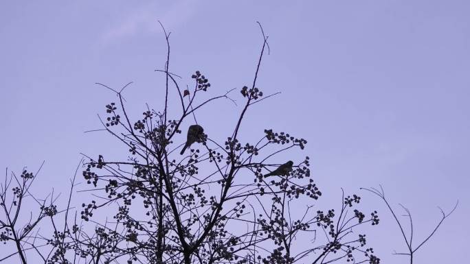 乌桕树和鸟