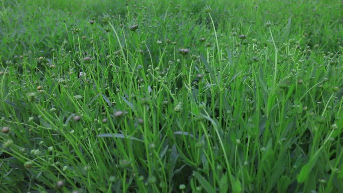 中国北方植物园，金鸡和菊花的花蕾在微风中摇曳