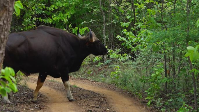 印度中部森林中的野牛