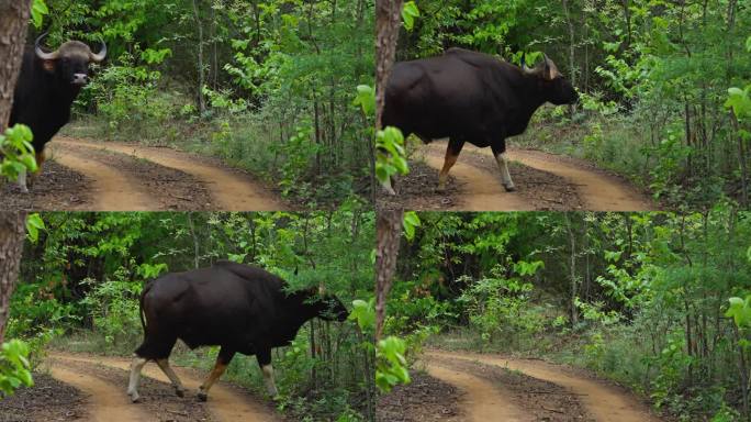 印度中部森林中的野牛