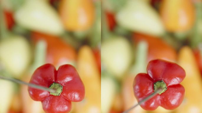 垂直视频。“火鸡之星”品种的红色迷你辣椒在各色辣椒的背景下旋转。