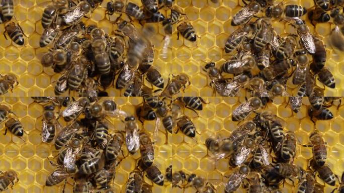 蜂房中蜂房上的蜂群。许多蜜蜂在蜂巢上