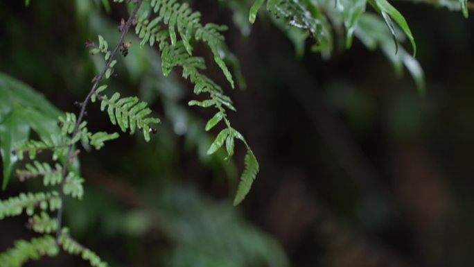 下过雨的森林绿植