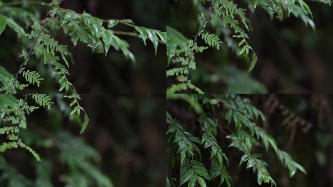 下过雨的森林绿植