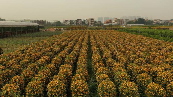 中国广东省佛山顺德区陈村花卉世界年桔盆栽