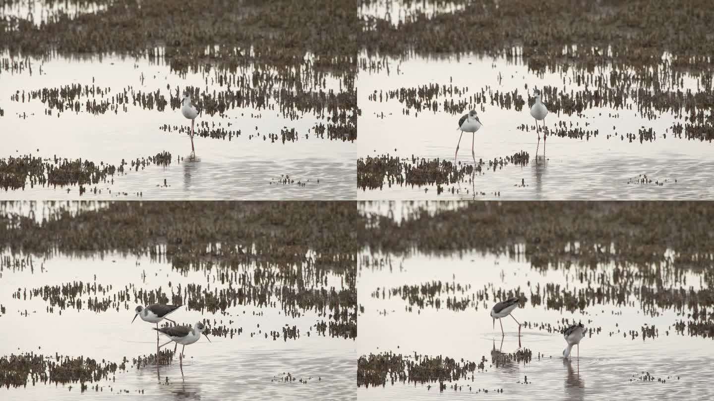 高跷沃克在沼泽中狩猎的特写。(慢镜头- 4K)
