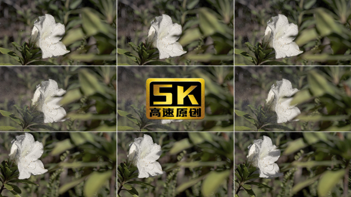 5K-古树茶花，雨中古茶树花慢镜头特写