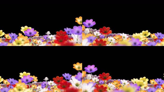 唯美五彩花朵动画 带通道