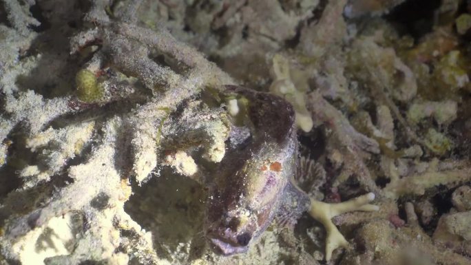斑尾琵琶鱼(Lophiocharon trisignatus)在珊瑚(Acropora cervic