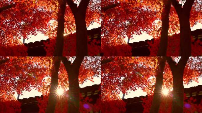 秋天阳光穿过树叶 唯美红叶红枫光影