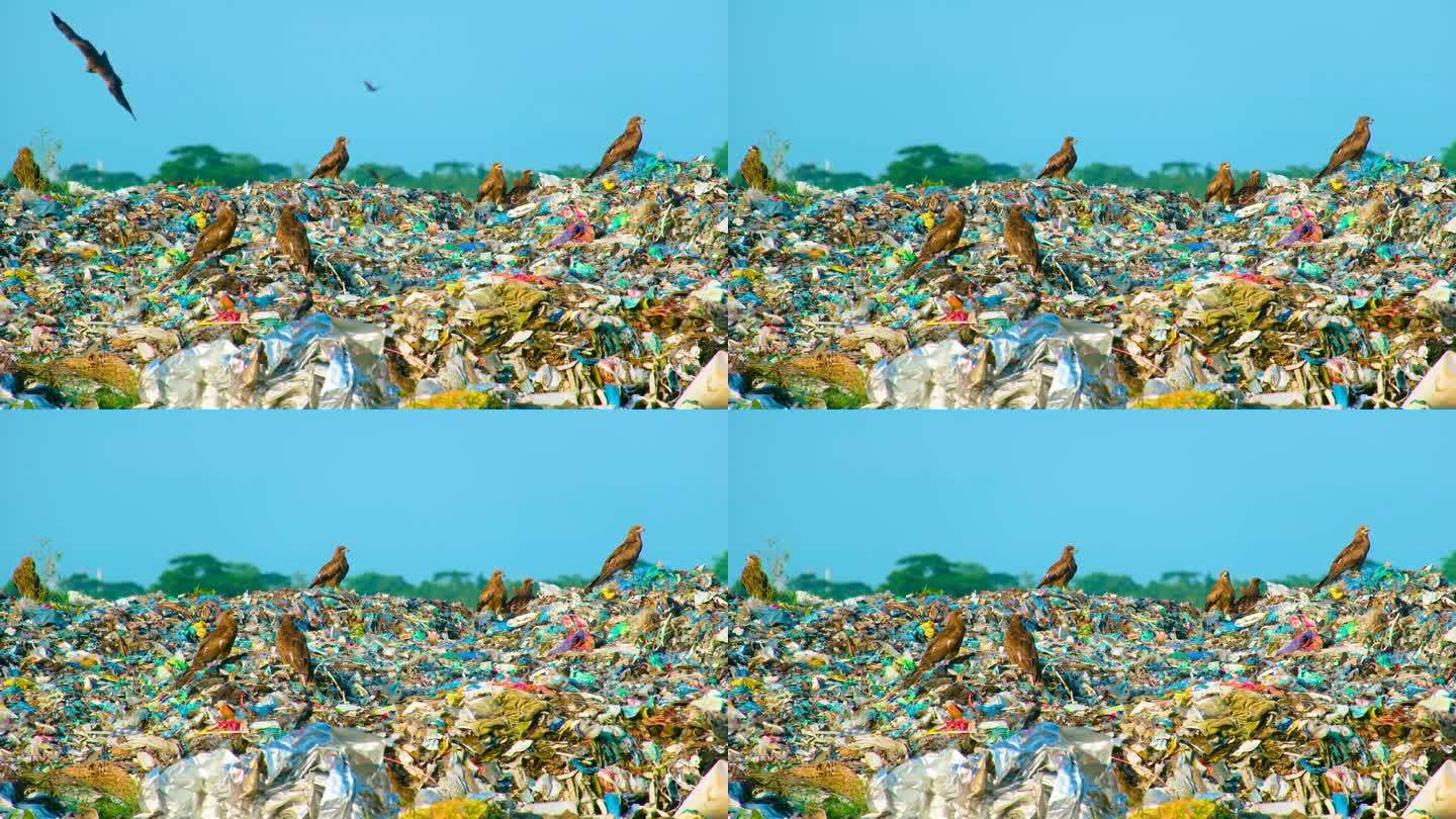 在亚洲的垃圾填埋场，鹰或黑鸢鸟栖息在成堆的垃圾上。环境污染概念