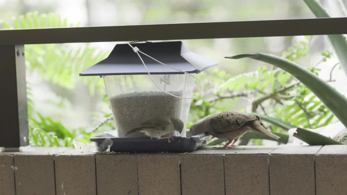红红的地鸽与一只鹪鹩分享喂鸟的食物，同时把食物溅得到处都是