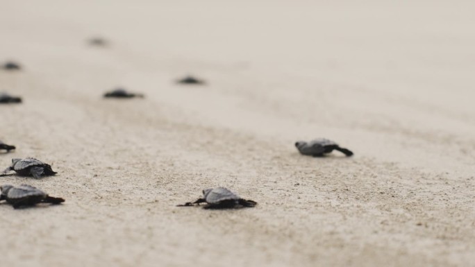 一群小海龟穿过海滩到达海水