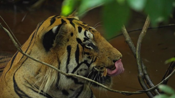 一只美丽的孟加拉虎(panthera tigris)在水坑里放松，慢动作