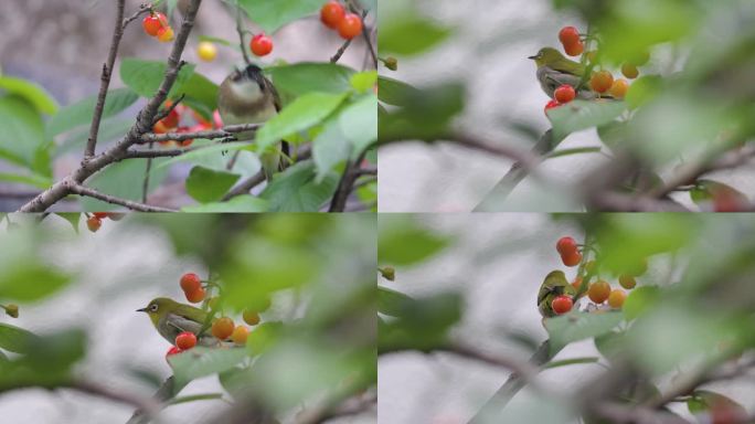 野生鸟类-鸟吃果子合集