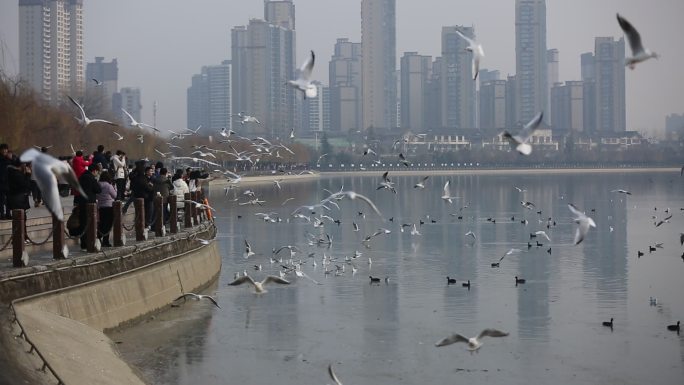 汉中天汉湿地公园市民在喂海鸥