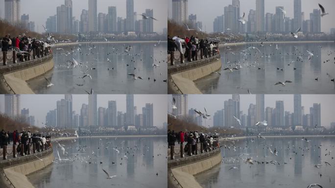 汉中天汉湿地公园市民在喂海鸥