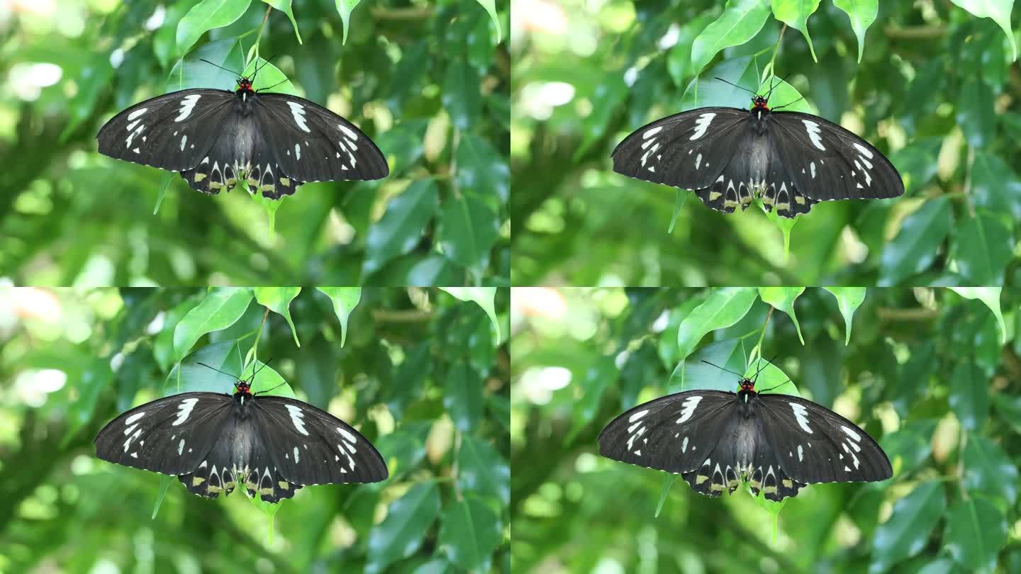 蝴蝶在树叶中扇动翅膀