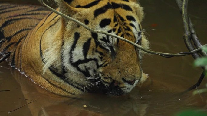 一只美丽的孟加拉虎(panthera tigris)在水坑里放松，慢动作