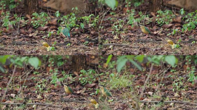 在印度中部森林觅食的印度皮塔鸟
