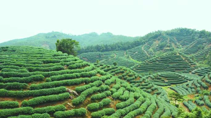 茶山 茶园 4k多景别