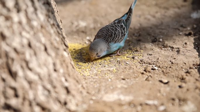 实拍鹦鹉小鸟在地上吃食物