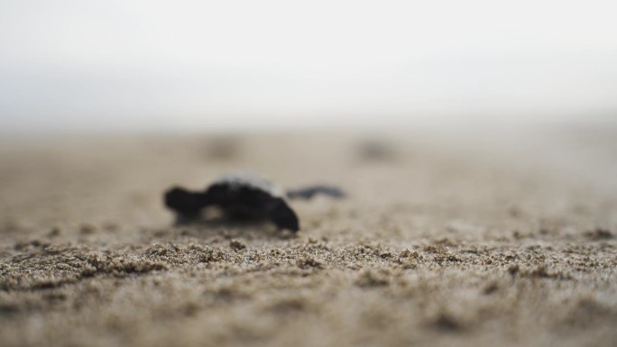 生物学家戴着手套将小海龟放回海滩的特写，背景是模糊的海水