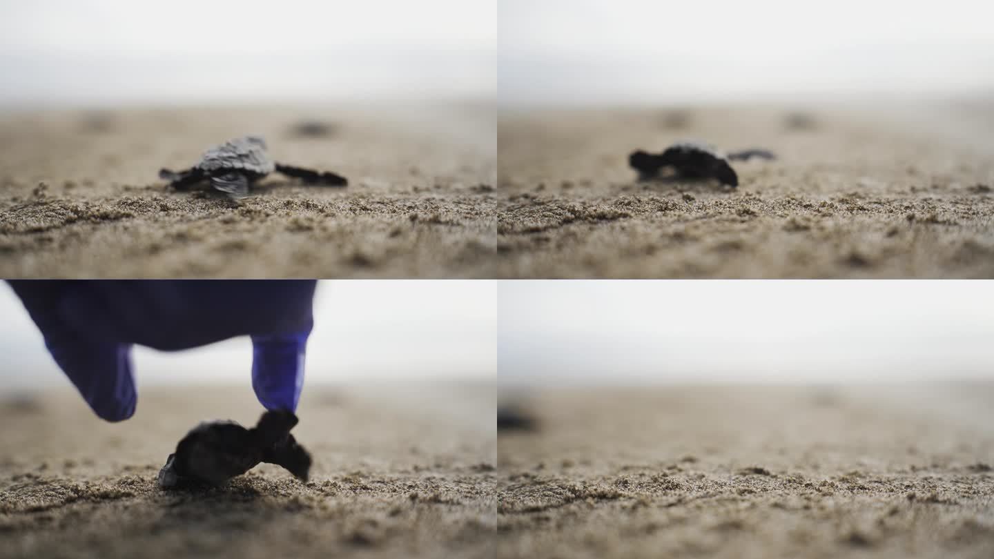 生物学家戴着手套将小海龟放回海滩的特写，背景是模糊的海水