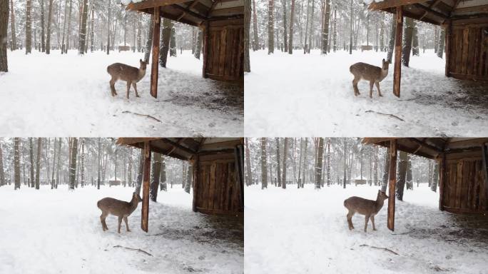 冬天，一只孤独的梅花鹿在白雪皑皑的森林里走过一个木棚