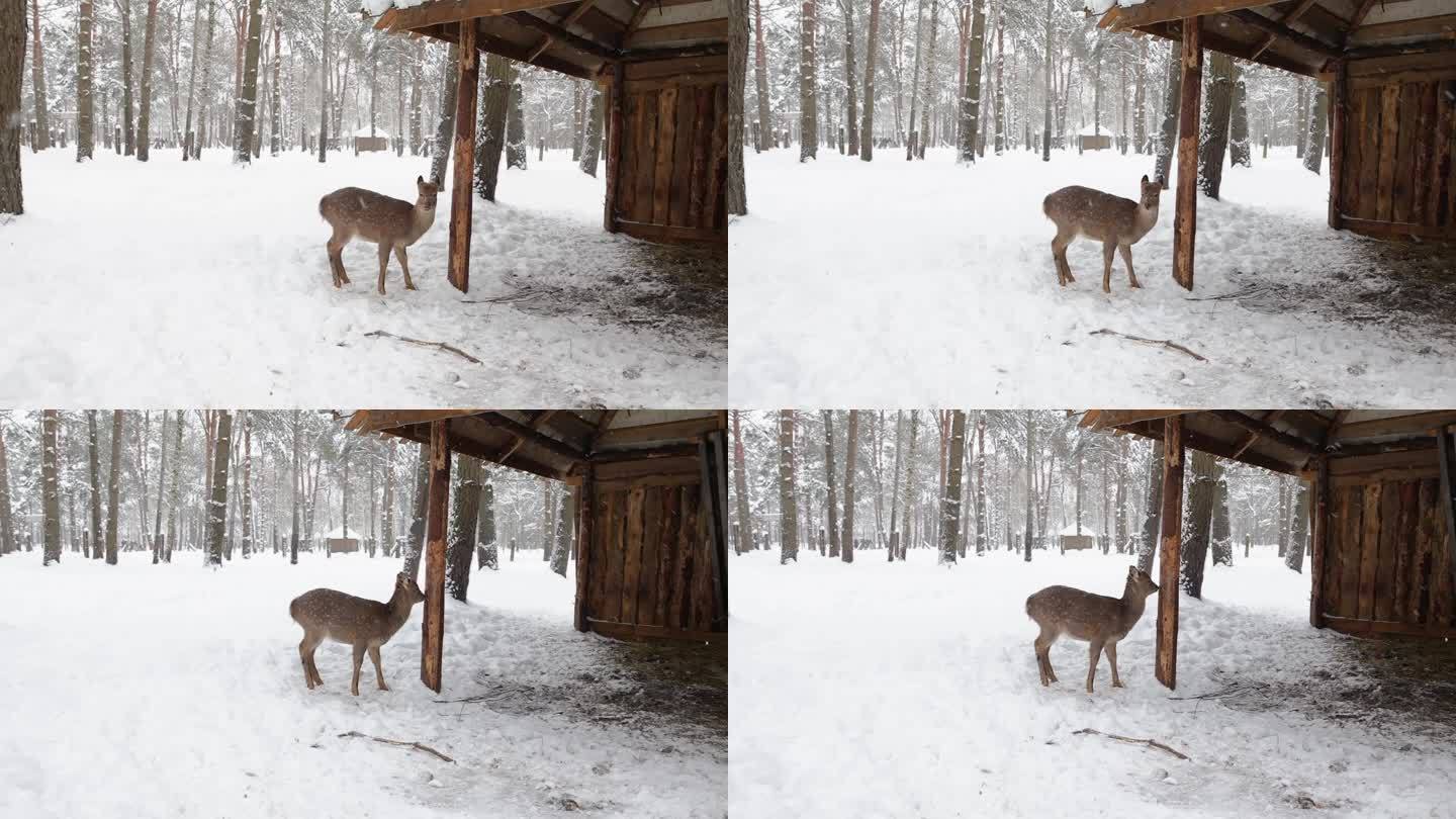 冬天，一只孤独的梅花鹿在白雪皑皑的森林里走过一个木棚