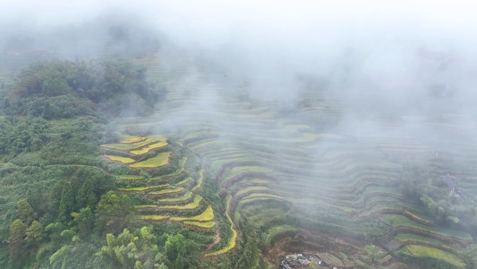 晨雾梯田