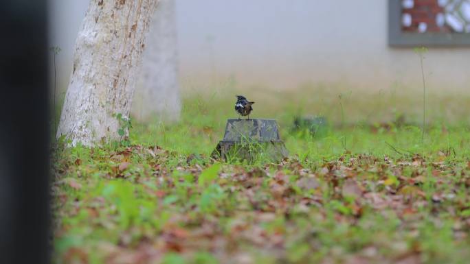 野生鸟类-鹊鸲3