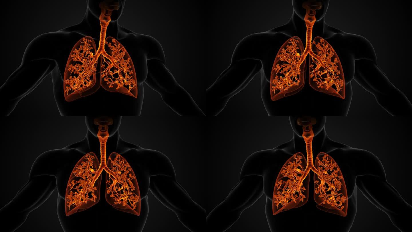 肺和呼吸系统的解剖结构