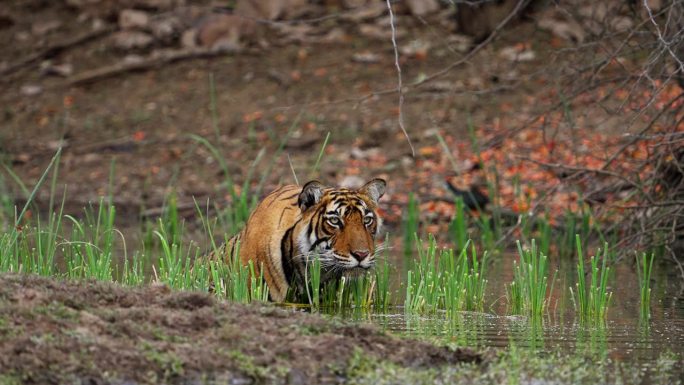 一只野生美丽的皇家孟加拉雌虎Panthera Tigris在印度森林的一个水池里游泳