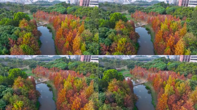 【正版4K素材】深圳市坪山聚龙山湿地公园