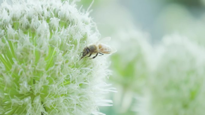 蜜蜂在葱花上采蜜蜜蜂飞舞夏季