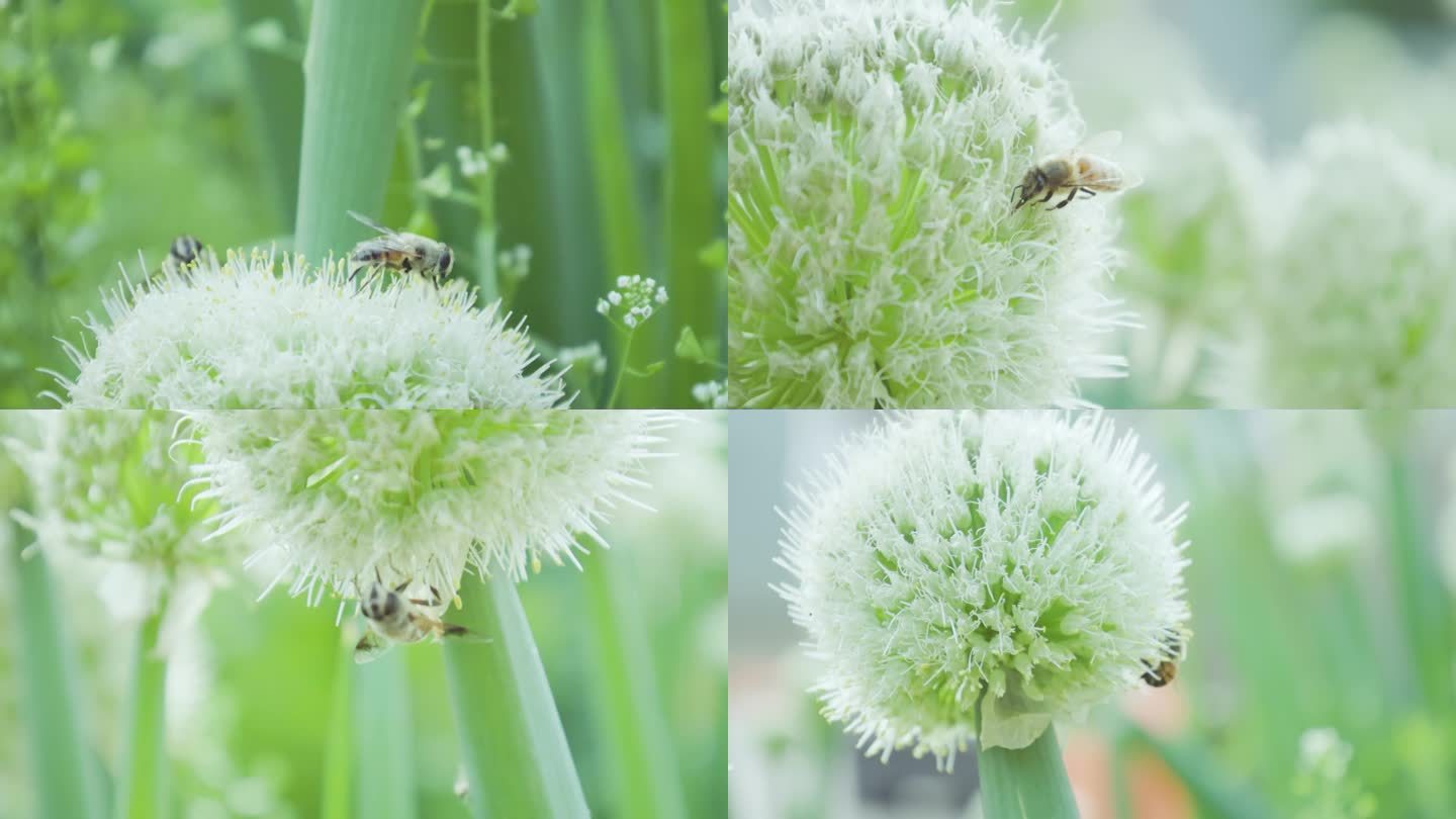 蜜蜂在葱花上采蜜蜜蜂飞舞夏季