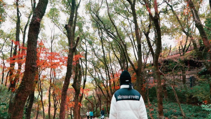一个人漫步在秋天的红色枫叶林里
