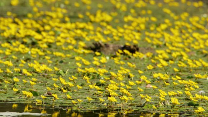 荡漾的水面上覆盖着黄色的睡莲，昆虫飞来飞去