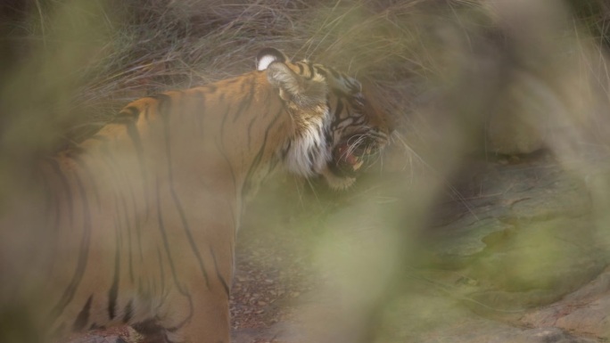 一只野生皇家孟加拉雌虎或底格里斯虎正在追捕野猪并拖着猎物