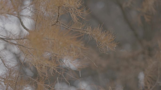 4K植物园空镜头