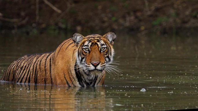 一只野生美丽的皇家孟加拉雌虎Panthera Tigris在印度森林的一个水池里游泳