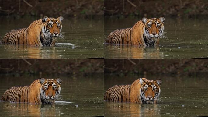 一只野生美丽的皇家孟加拉雌虎Panthera Tigris在印度森林的一个水池里游泳