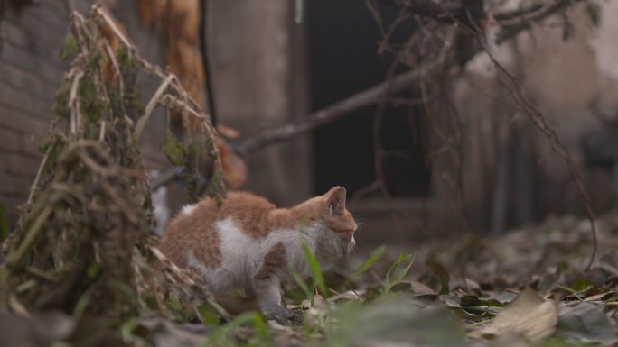 橘猫