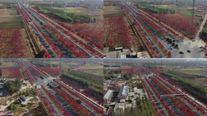 秦皇岛 枫林大道 航拍 4k 原素材